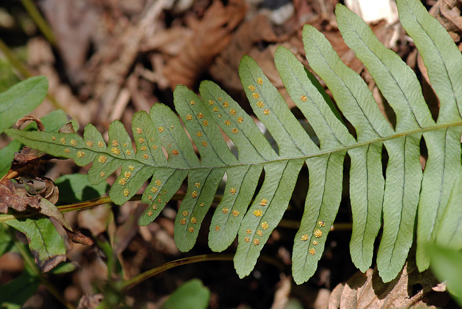 Polypodium cfr. cambricum